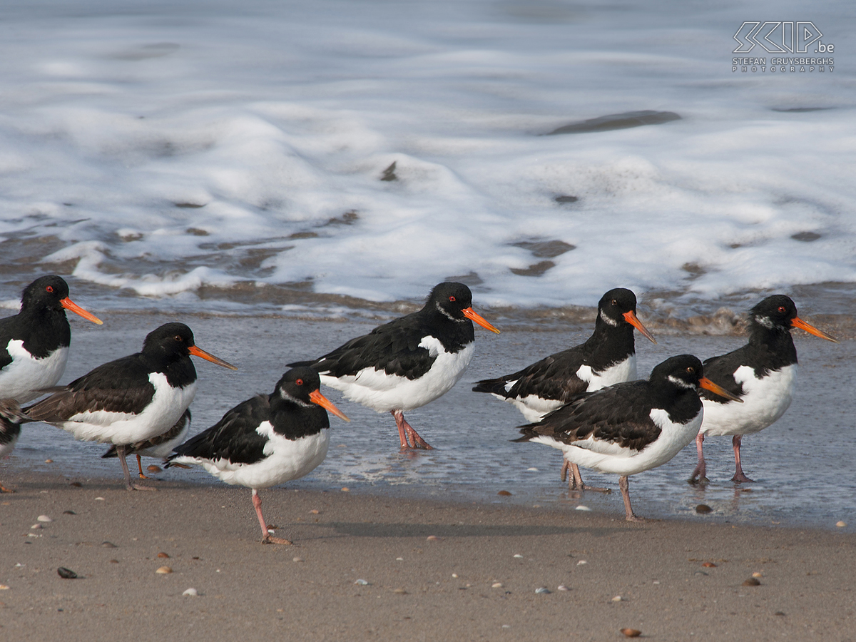 Zealand - Oystercatchers Photos of a day bird watching in Zealand (The Netherlands) Stefan Cruysberghs